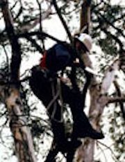 Cirurgiões de árvores